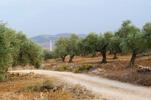 A dirt road passes through an olive grove near the West Bank town of Zababdeh. In the distance is the tall white minaret of a mosque.