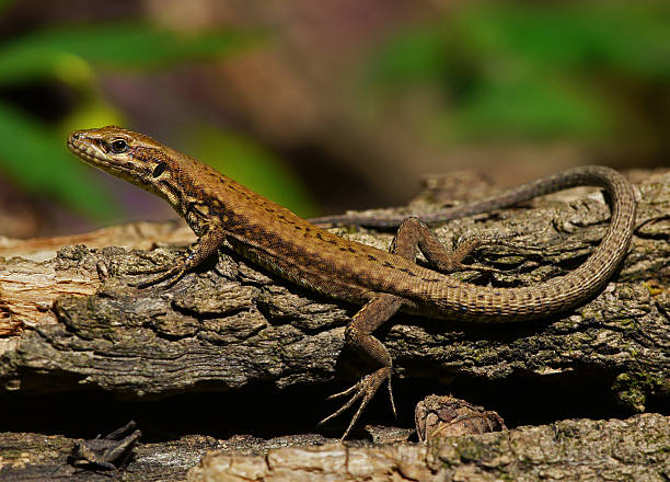 Podarcis muralis, juvenile spécimen - Photo