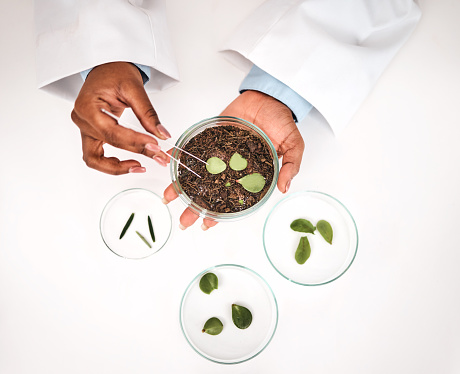 Tweezer, plants and scientist hands with petri dish and agriculture study for food security. Eco research, above and sustainability with leaf growth and ecology test with fertilizer and soil data