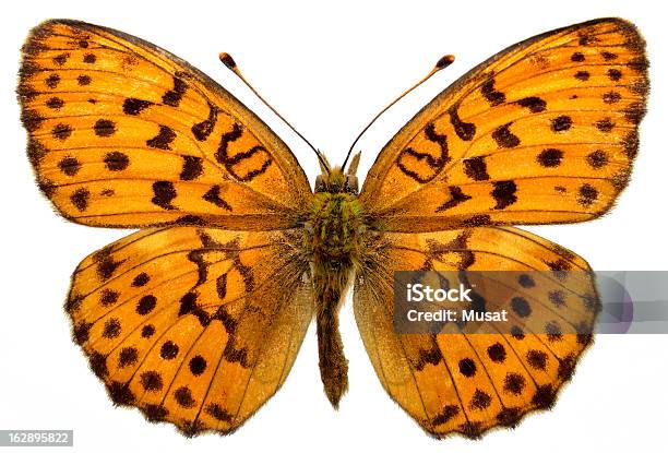 Pusta Marbled Fritillary Butterfly - zdjęcia stockowe i więcej obrazów Białe tło - Białe tło, Biały, Bliskie zbliżenie