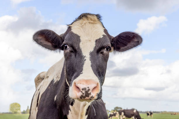 visage de vache laitière, bétail trayeur, bovins noirs et blancs en vue de face, regard croisé et ciel bleu - cross eyed photos photos et images de collection