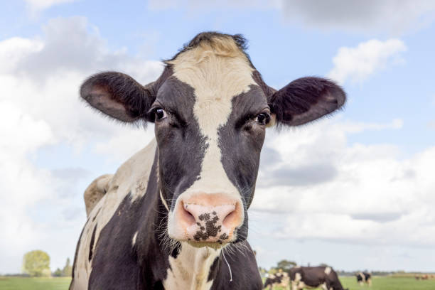 faccia di mucca da latte, bestiame da latte, bovini in bianco e nero in vista anteriore, occhi incrociati e un cielo blu - milker foto e immagini stock