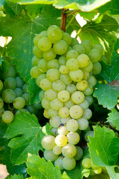 istock Ripe red vine grapes at autumn 1628960193