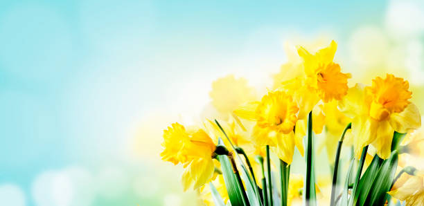 gros plan d’un beau bouquet de jonquilles de printemps dans le jardin avec la lumière du soleil et le fond de ciel bokeh. - spring daffodil flower sky photos et images de collection