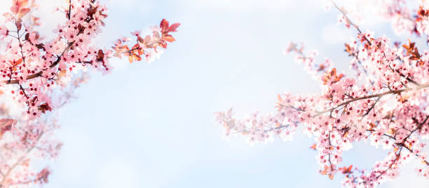istock Spring flower blossom closeup with bokeh background. Springtime nature scene with cherry blossom tree in japanese garden and sunlight. 1628961292