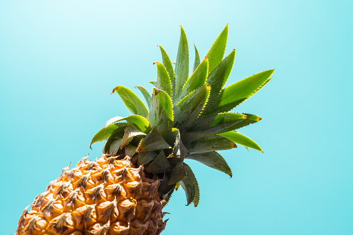 Organic pineapple with blue sky in sunny day background. Tropical summer holiday vacation, lifestyle, fruit concept.