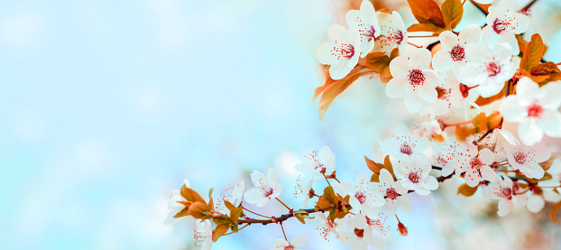 Spring flower blossom closeup with bokeh background. Springtime nature scene with cherry blossom tree in japanese garden and sunlight. Easter holiday seasonal scenery. Pure soft pastel backdrop design.