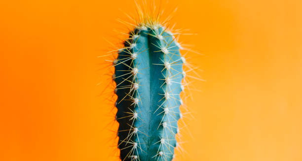 istock Green cactus closeup over bright orange pastel background. 1628965967