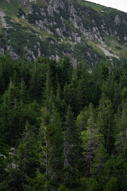 forested landscape with rocky ridge in the background - ridge mountain wilderness area poland imagens e fotografias de stock