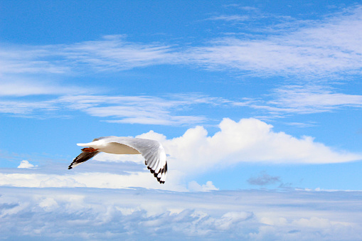 This is an image of a seagull flying in the sky away from the shoreline of a beach
