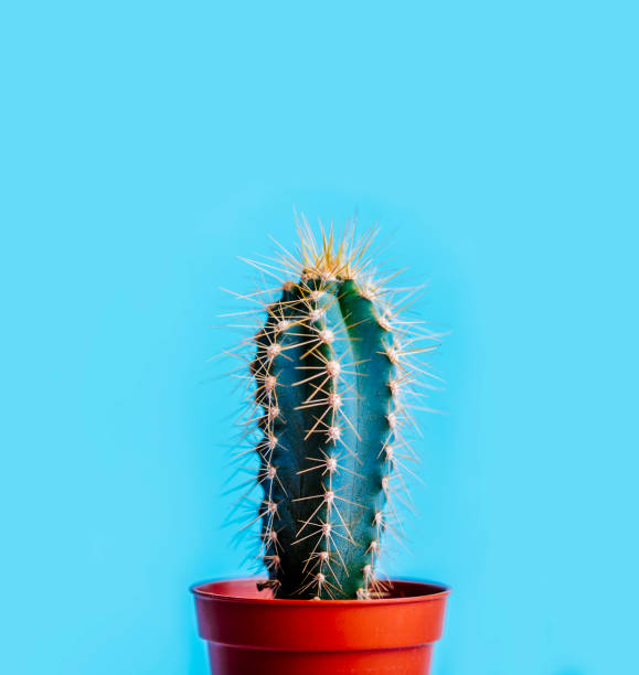 istock Green cactus in decor pot over bright blue pastel background 1628969760