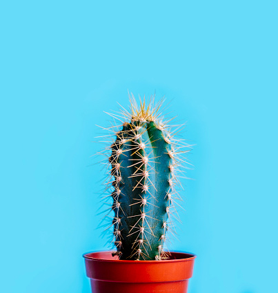 Green cactus in decor pot over bright blue pastel background. Colorful summer trendy creative concept. Minimal contemporary pop art. Funky houseplant still life.