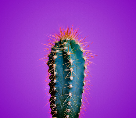 Trendy neon cactus closeup over bright purple pastel background. Colorful summer trendy creative concept. Minimal contemporary pop art. Funky succulent houseplant still life.