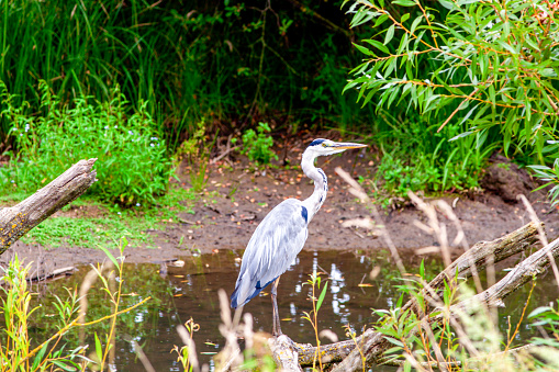 great blue heron standing on the water of little stream near City of Bremen Germany in August