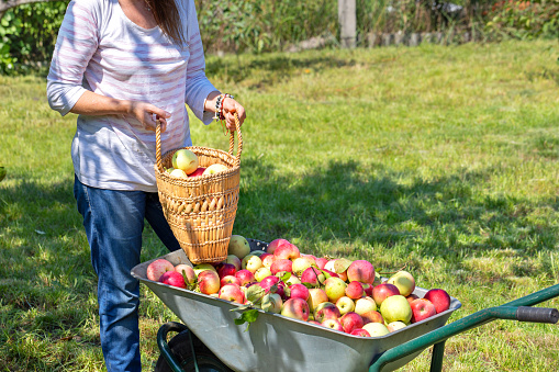 Ripe apples are collected in a garden wheelbarrow, a gardener woman selects the most beautiful specimens in a straw basket on a summer day against the backdrop of green grass.