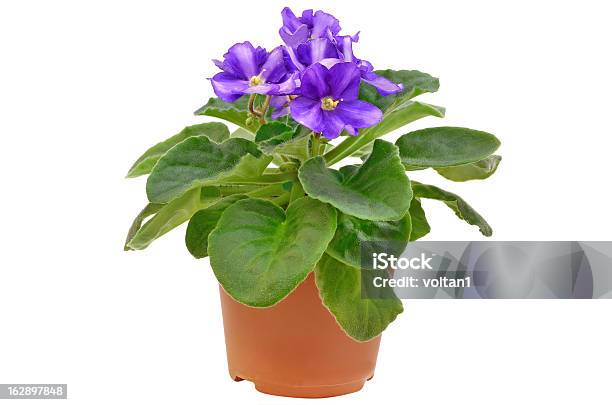 Saintpaulia Flower In Flowerpot Stock Photo - Download Image Now - African Violet, Purple, Violet - Flower