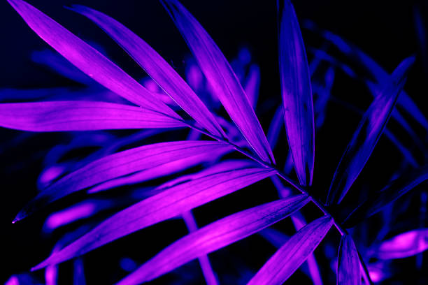 istock Closeup of neon light palm leaf on dark background. 1629001593