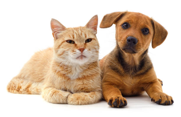 istock Red cat and brown puppy. 1629002748