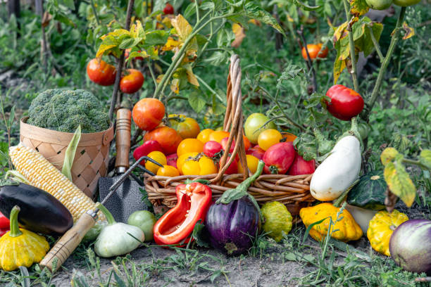 istock Composition of fresh vegetables on blurred vegetable garden background. 1629003284