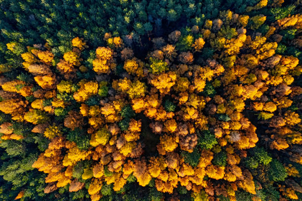 istock Overhead colorful mixed autumn forest aerial background, made directly from above 1629003287