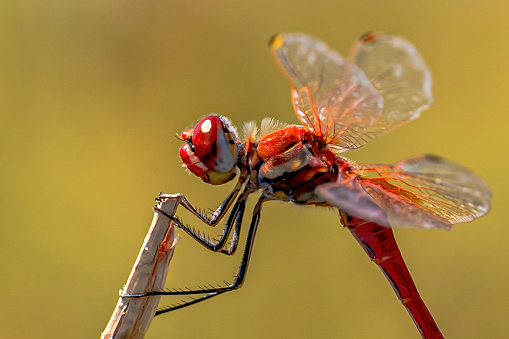 Macro photo of the red arrow dragonfly.  Dragonfly with striking colors.  Small winged insect.