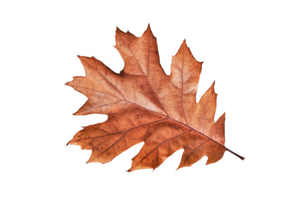 istock Autumn oak leaf isolated on white background. 1629012252