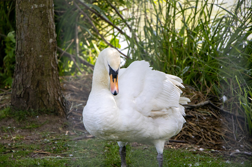 Mute Swan spotted in Northala Park London. The mute swan (Cygnus olor) is a species of swan and a member of the waterfowl family Anatidae. It is native to much of Eurosiberia, and (as a rare winter visitor) the far north of Africa. It is an introduced species in North America, home to the largest populations outside of its native range, with additional smaller introductions in Australasia and southern Africa. The name 'mute' derives from it being less vocal than other swan species..