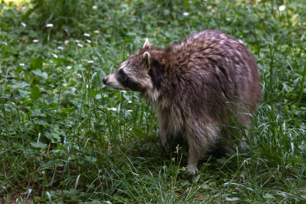 istock Raccoon in the grass 1629024920