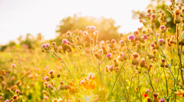istock Wildflower in natural meadow with bright sunlight bokeh closeup. 1629032042
