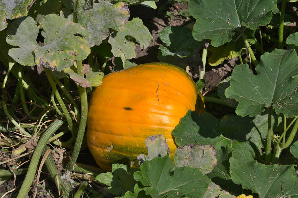 istock Big pumpkin on the bed 1629034327