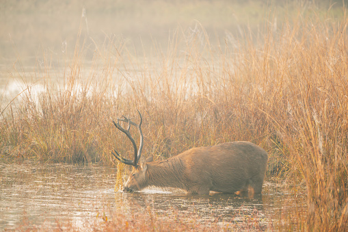 Swamp deer feeding on the moss in water at Kanha National Park and self grooming to attract female deer during the breeding season