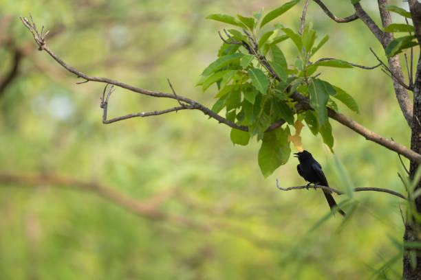 istock Black drongo bird perched on the branch of the tree 1629035454