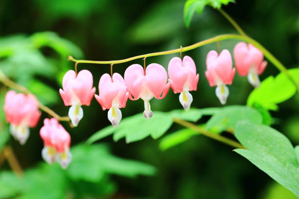 istock Bleeding heart flowers or Dicentra spectabilis with soft background 1629043218