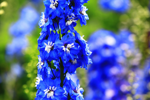 Delphinium or Candle Delphinium or English Larkspur or Tall Larkspur flowers blooming in the garden