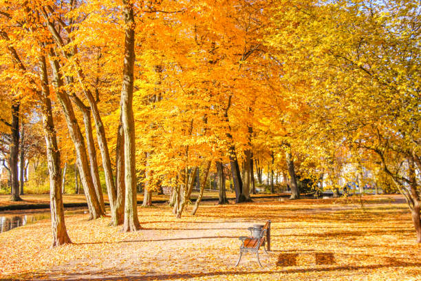 Gold coloured trees and a bench on a sunny autumn day in a park