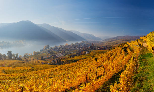 秋の朝、ドナウ川に霧がかかるヴァッハウのブドウ園のヴァイゼンキルヒェン。ヴァッハウ渓谷, オーストリア - danube river danube valley austria valley ストックフォトと画像