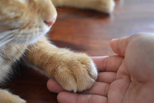 Cat paw on human hand. Ginger cat paw and woman hand. The concept of love and friendship between pet and human.