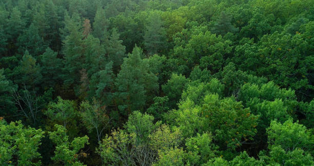 istock Green foliage drone forest serene wood landscape 1629064306