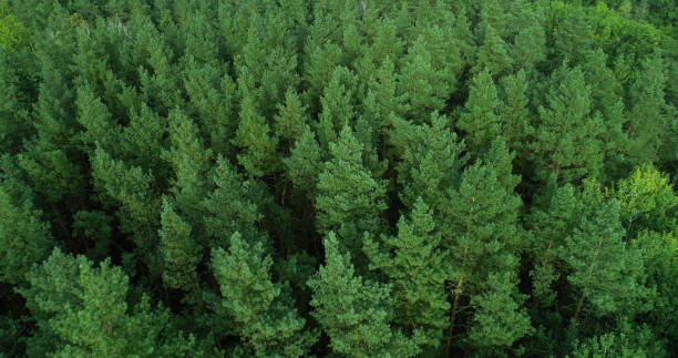 istock Green forest aerial wood atmospheric reserve trees 1629064310