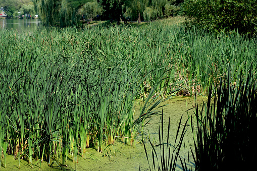 Water landscape lake within the city with reeds along the banks of a sunny summer day
