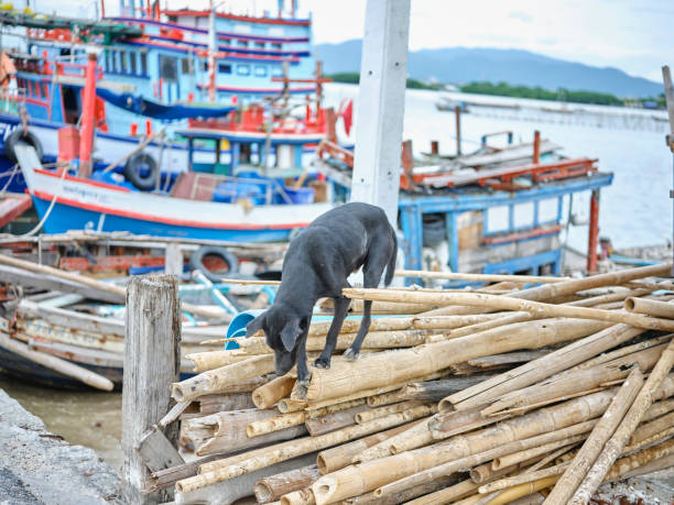 istock Black Dog walking on bamboo . 1629070399