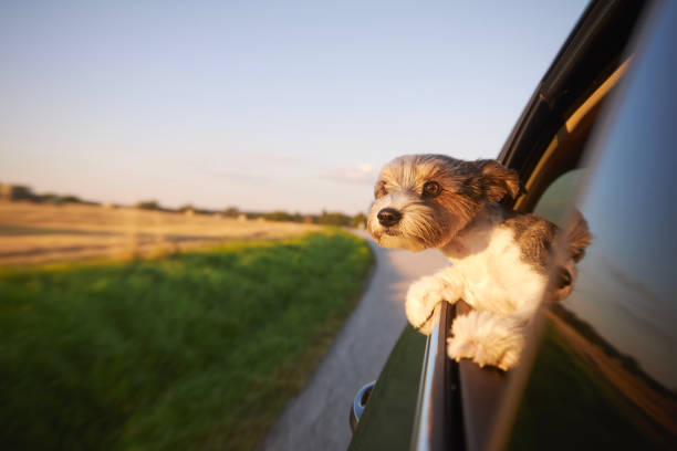 Happy lap dog looking out of car window. Cute terrier enjoying road trip at sunny summer day.