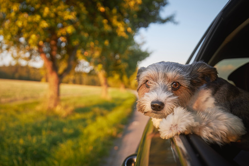 Happy lap dog looking out of car window. Cute terrier enjoying road trip at sunny summer day.