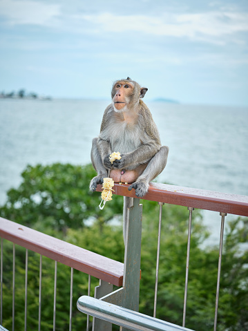 A  cute monkey at Khao Sam Muk Viewpoint, Bang Saen District, Chonburi Province, THAIALND