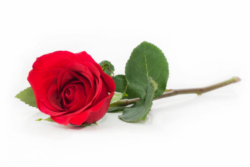 red rose with leaves on white background