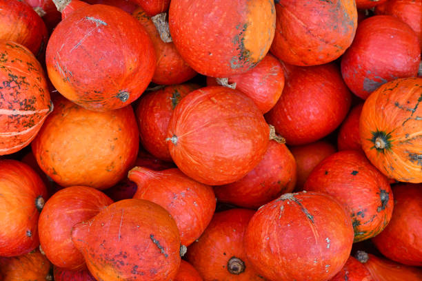 istock Bright red Kuri Hokkaido squashes 1629089848