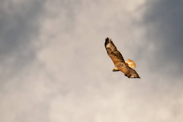 istock Long-legged Buzzard Buteo rufinus flying in the sky 1629093180