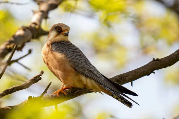 Red footed hawk Falco vespertinus in natural environment Close up.