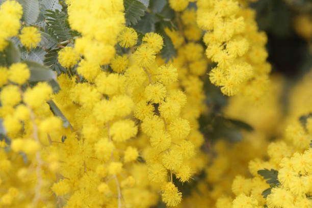 istock Close-up of Mimosa 1629095477