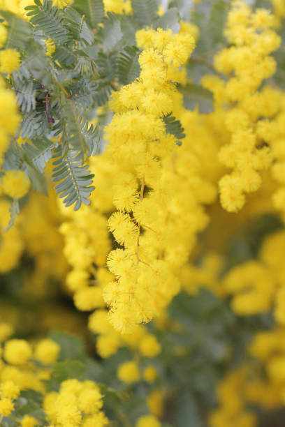 istock Close-up of Mimosa 1629096008